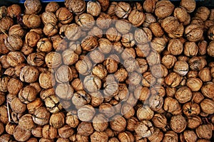 Autumn walnuts harvest - Juglans regia