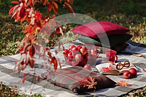 Autumn warm days. Indian summer. Picnic in the garden - blanket and pillows of gray, burgundy and green color on the background of