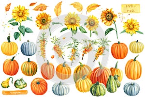 Autumn watercolor clipart. Pumpkins, sunflowers, sea buckthorn on a white isolated background.