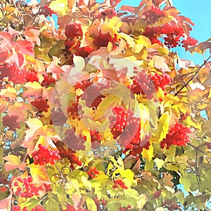 Autumn watercolor etude. Sunny day. Etude of autumn viburnum. Digital painting - illustration. Watercolor drawing