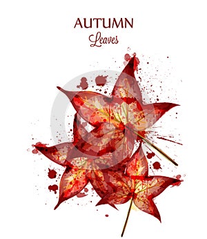 Autumn watercolor leaves Vector isolated on white background. Fall banner template. Red Golden colors