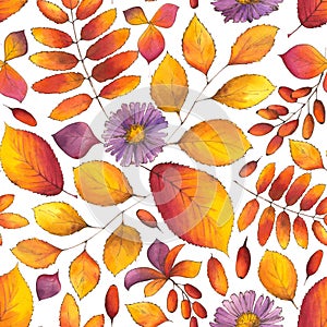 Autumn Watercolor Seamless Pattern with fall leaves, aster flowers, branches of berberries on white background