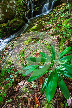 Autumn Waterfall in Tremont in the Great Smoky Mountains