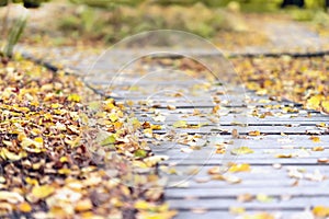 Autumn way. Picturesque wooden path in the park during a leaf fall