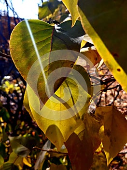 autumn weather yellowing leaves in the sun