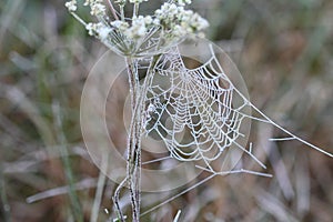 Autumn web