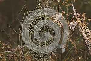 Autumn web on grasses