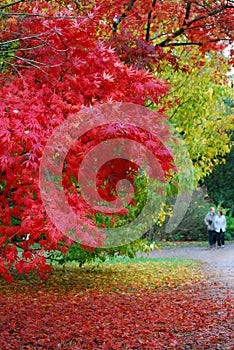 Autumn at westonbirt