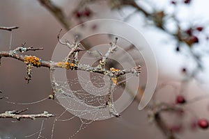 Autumn wet weather, spiderweb with waterdrops