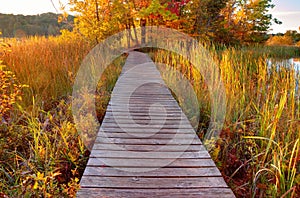 Autumn Wetlands