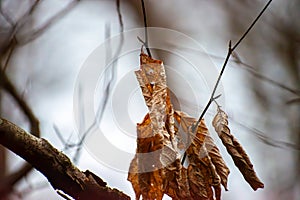 Autumn Whispers: Dry Leaves Adorn Branches