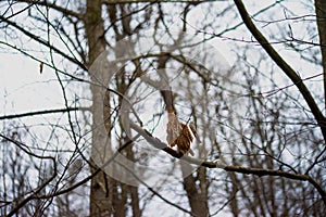 Autumn Whispers: Dry Leaves Adorn Branches