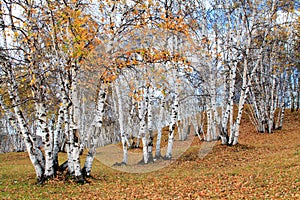 Autumn white birch