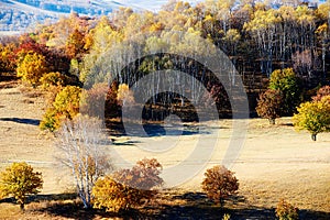 The autumn white birch forest