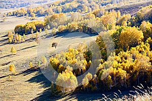 The autumn white birch on the pasture