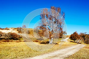 The autumn white birch and path