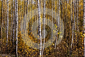 Autumn white birch trees forest landscape