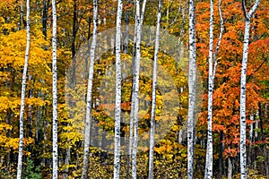 Autumn White Birch Wood