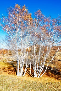 The autumn white birches on the meadows