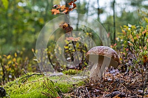 Autumn white cep mushroom grow