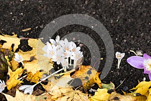 Autumn white crocus flowering in dark soil and yellow leaves background, white color Crocus flowers