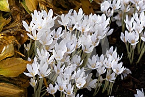 Autumn white crocus flowering in dark soil and yellow leaves background, white color Crocus flowers