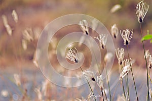 Autumn white grass flowers in light background