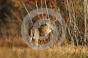 Autumn Whitetail