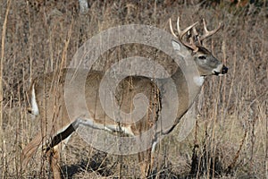 Autumn Whitetail Deer Buck Closeup