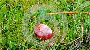 Autumn, wild chestnuts in bright green grass, close up, well lit, brown chestnut, season.