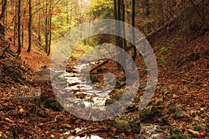 Autumn wild forest in nature reserve