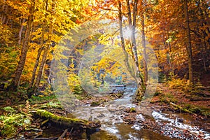 Autumn in wild forest - vibrantl forest trees and fast river with stones