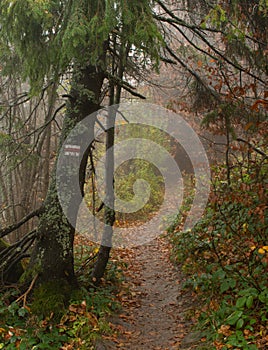 Autumn in a wild hazy forest. Road to nowhere. Bieszczady National Park.