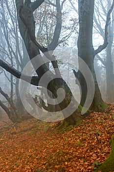 Autumn in a wild hazy forest. Road to nowhere. Bieszczady National Park.