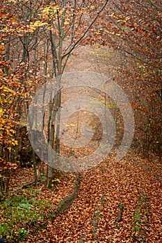 Autumn in a wild hazy forest. Road to nowhere. Bieszczady National Park.