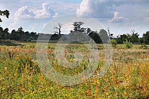 Autumn wild meadow