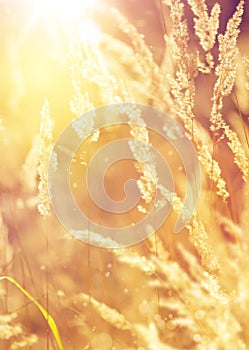 Autumn Wild meadow at sunset. Macro image, shallow depth of field. Abstract autumn nature background