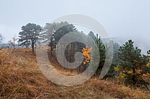 Autumn wild nature. Trees in yellow leaves.