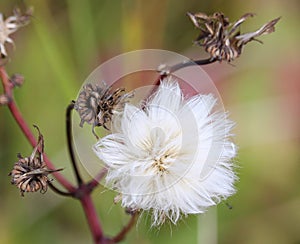 Autumn wildflower fluffy seed head