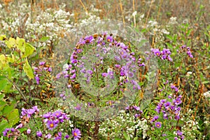 Autumn wildflowers.