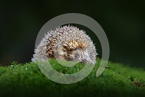 Autumn wildlfie. Autumn orange leaves with hedgehog. European Hedgehog, Erinaceus europaeus, photo with wide angle. Cute funny