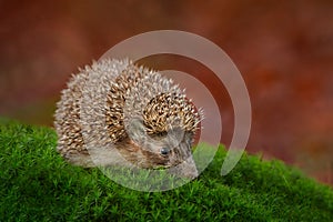 Autumn wildlfie. Autumn orange leaves with hedgehog. European Hedgehog, Erinaceus europaeus, photo with wide angle. Cute funny