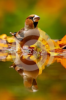 Autumn wildlfie. Hawfinch, Coccothraustes coccothraustes, brown songbird sitting in the orange yellow leave  the nature habitat. photo