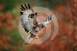 Autumn wildlife, bird of prey Common Buzzard, Buteo buteo, flight on coniferous spruce tree branch. Wildlife scene from the nature