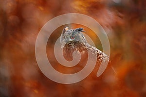 Autumn wildlife. Eurasian Eagle Owl, Bubo Bubo, sitting on the tree stump block, wildlife photo in the forest with orange autumn