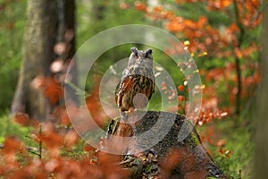 Autumn wildlife. Eurasian Eagle Owl, Bubo Bubo, sitting on the tree stump block, wildlife photo in the forest with orange autumn