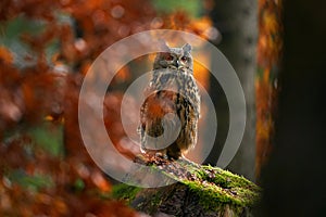 Autumn wildlife. Eurasian Eagle Owl, Bubo Bubo, sitting on the tree stump block, wildlife photo in the forest with orange autumn