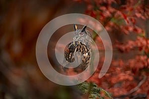 Autumn wildlife. Eurasian Eagle Owl, Bubo Bubo, sitting on the tree stump block, wildlife photo in the forest with orange autumn