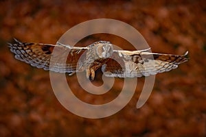 Autumn wildlife. Owl fly in autumn forest. Owl in orange wood, yellow eye. Long-eared Owl, Asio otus, with orange oak leaves