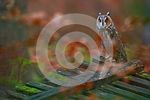 Autumn wildlife, owl in forest wooden cut down fence. Asio otus, Long-eared Owl sitting in green vegetation in the fallen larch